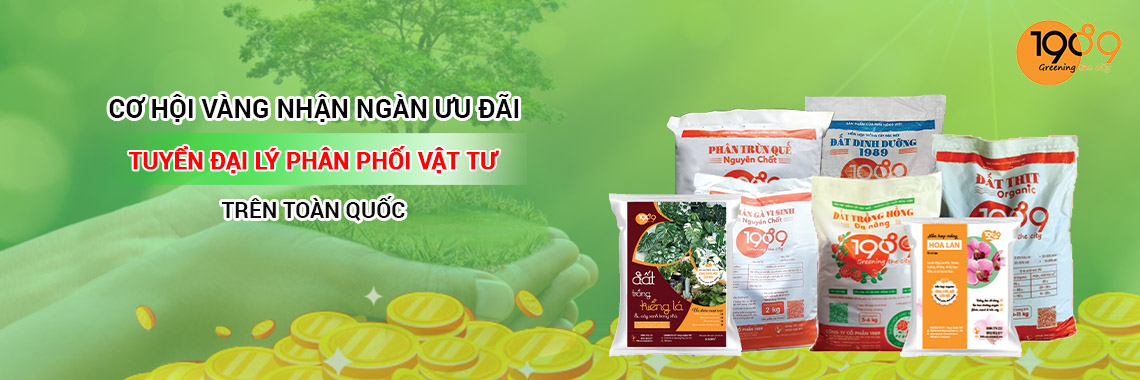 thuê cây cảnh nội thất