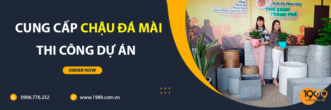 thuê cây cảnh nội thất