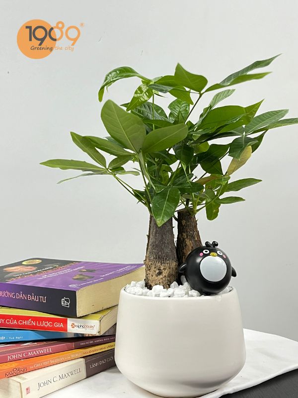 cây quà tặng 20-11