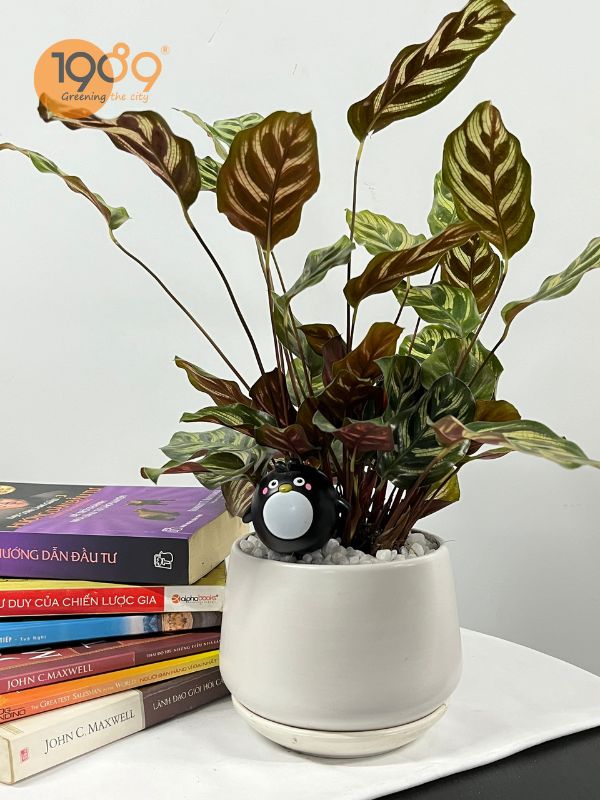 cây quà tặng 20-11