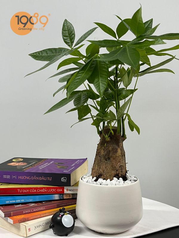 cây quà tặng 20-11