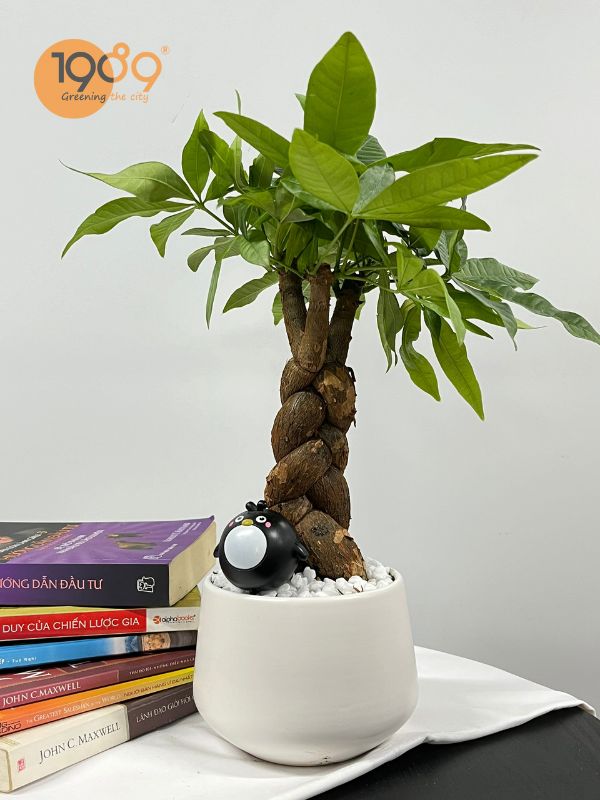 cây quà tặng 20-11