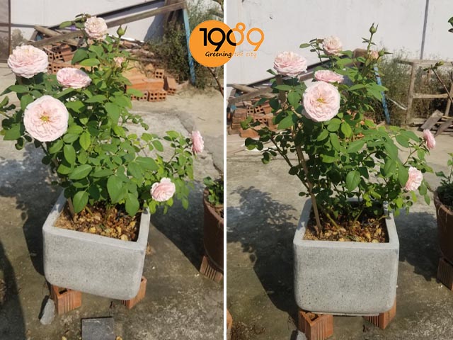 Mua Chậu Trồng Hoa Hồng Đẹp