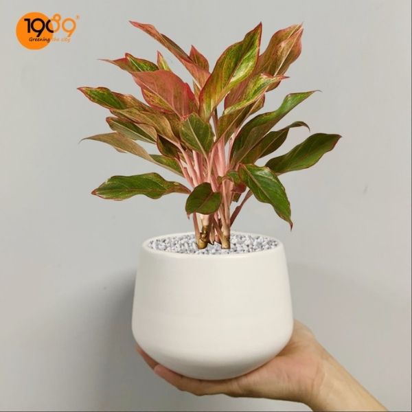 Quà tặng 20/10 cây