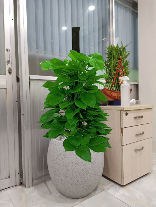 Chậu cây trầu bà cột