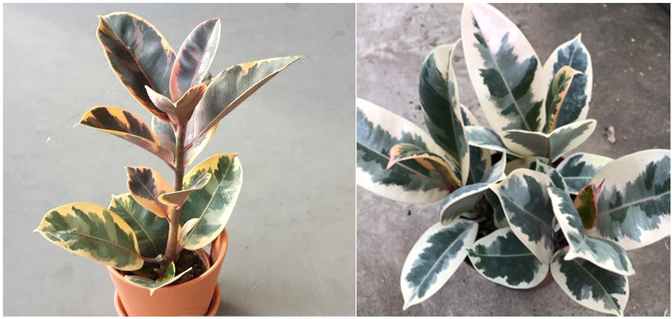 Đa Búp Đỏ Cẩm Thạch