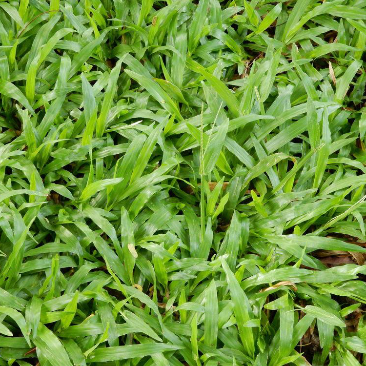 Cỏ Lá Gừng Thái - Chuyên Cung Cấp Cỏ Lá Gừng Công Trình Giá Sỉ`