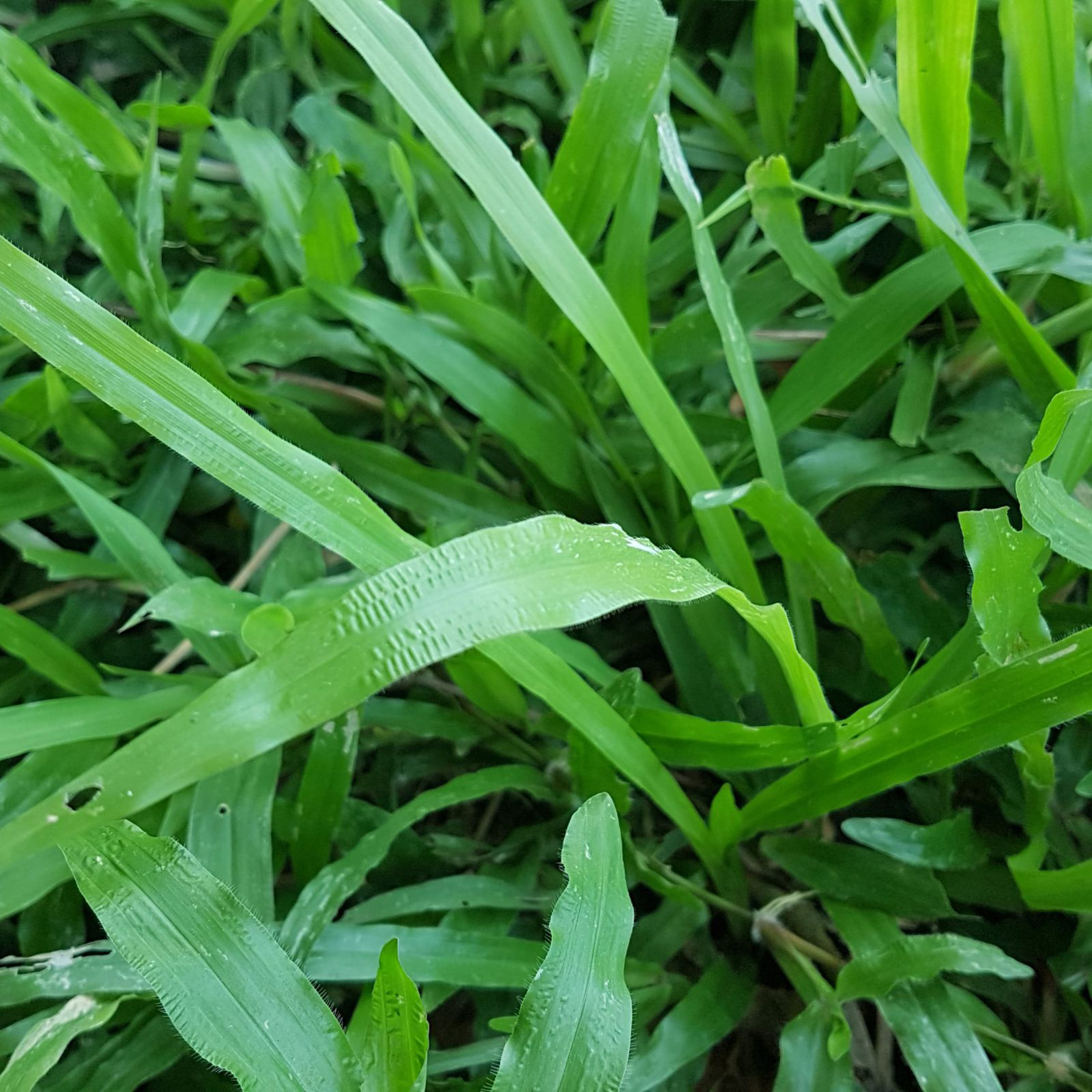 Cỏ Lá Gừng Thái - Chuyên Cung Cấp Cỏ Lá Gừng Công Trình Giá Sỉ