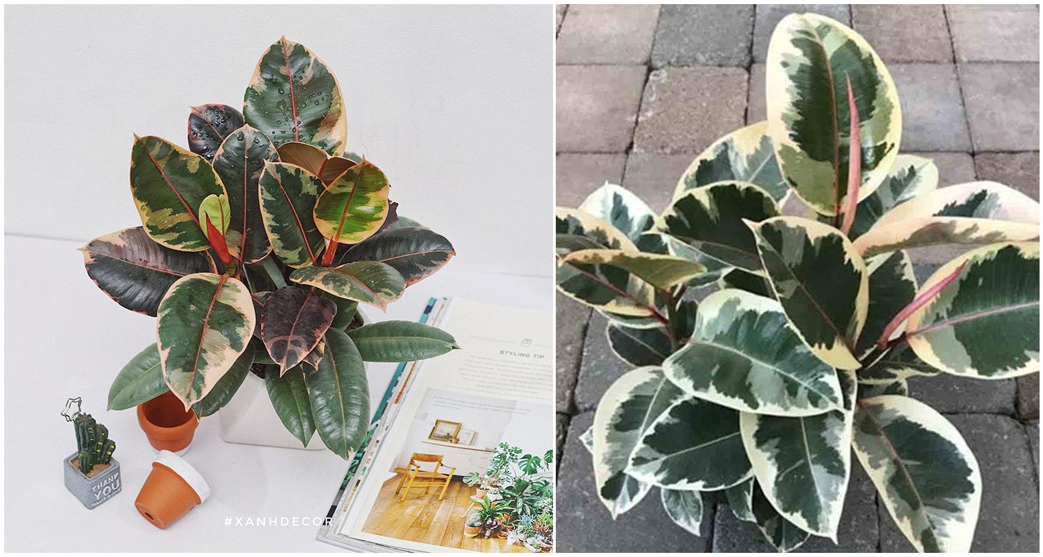 Là cây nội thất được ưa chuộng