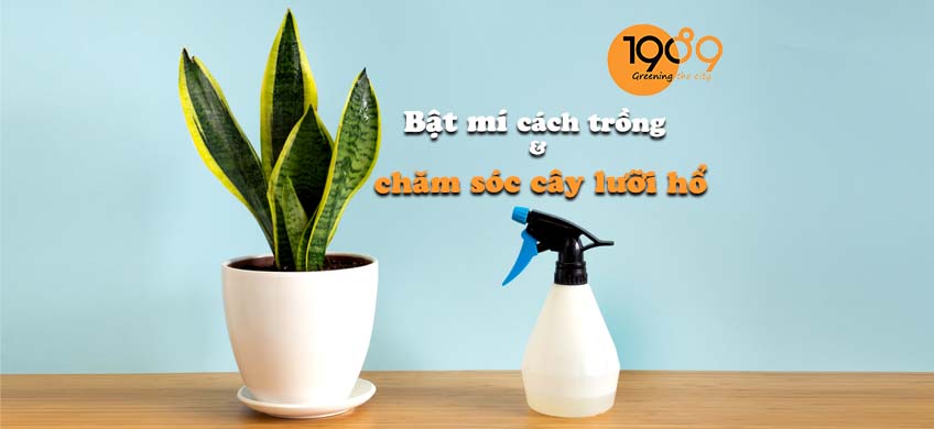 Cách chăm sóc cây lưỡi hổ
