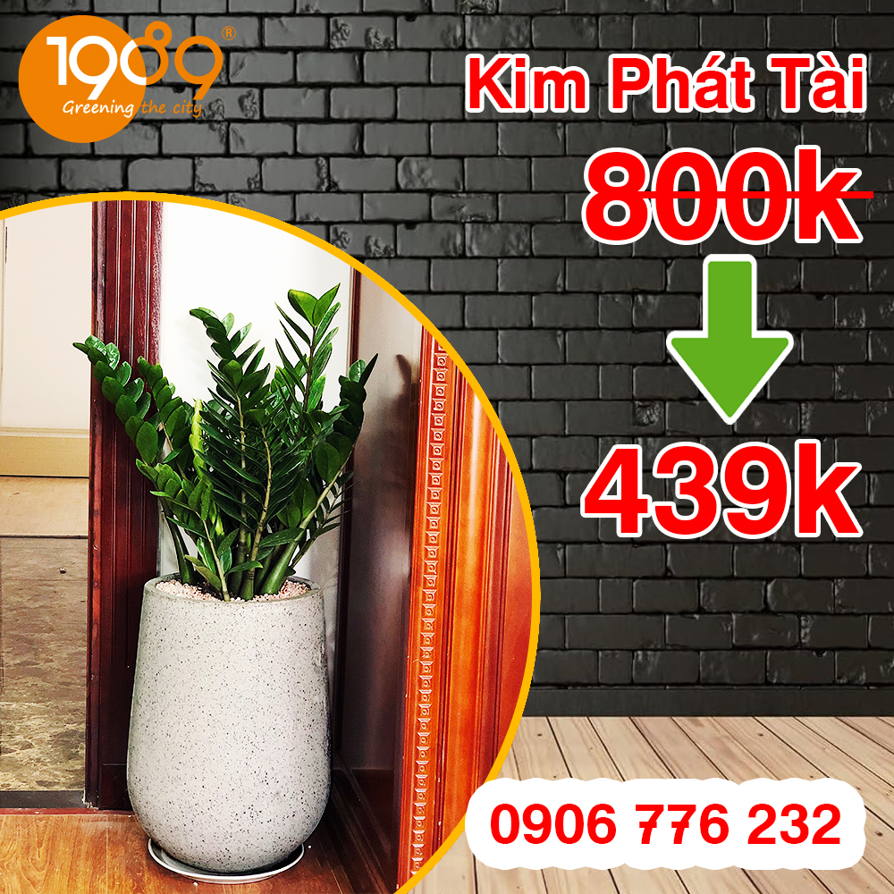 Top 7 Cây Nội Thất Dễ Chăm Sóc Giúp Căn Nhà Luôn Xanh Mát