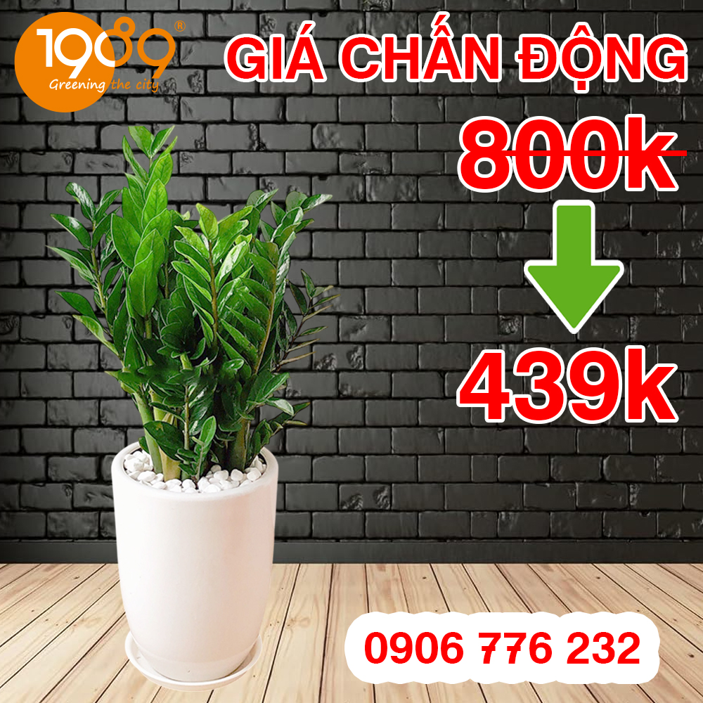 Chậu cây kim tiền tặng mẹ
