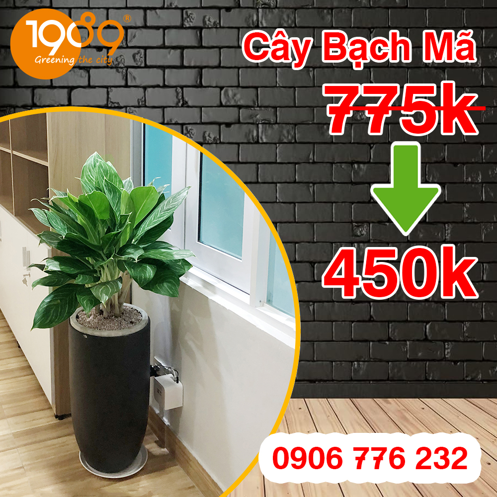 Chậu cây bạch mã hoàng tử cây xanh văn phòng giá rẻ