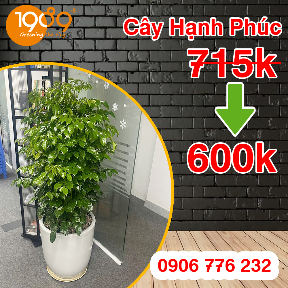 Chậu cây hạnh phúc cây xanh văn phòng giá rẻ