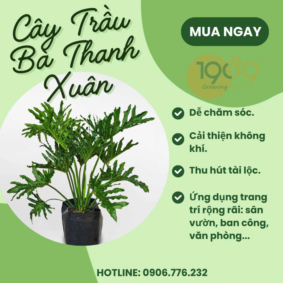 Công dụng của cây trong đời sống