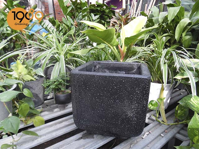 chậu xi măng đá mài màu đen