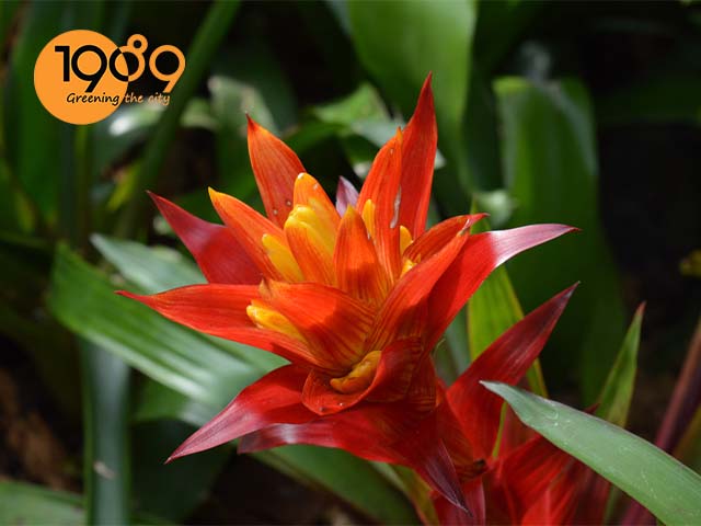 Cách trồng chăm sóc cây dứa cảnh nến đỏ.jpg