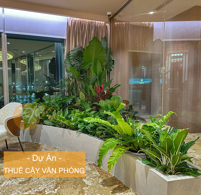 Chăm sóc cây để sàn: Bí quyết giữ lá xanh tươi trong phòng máy lạnh cả bốn mùa