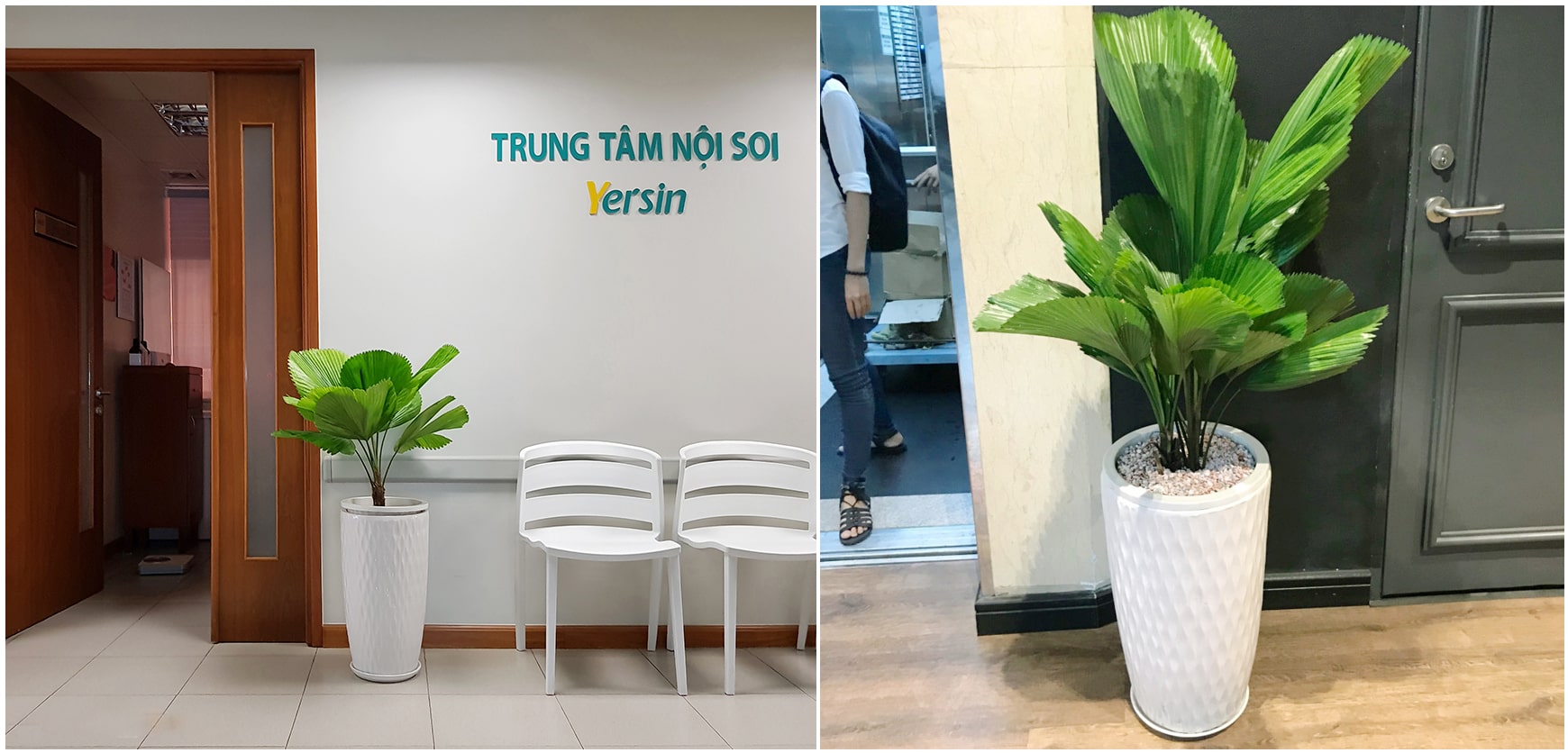 Trầu Bà Cột Phong Thủy