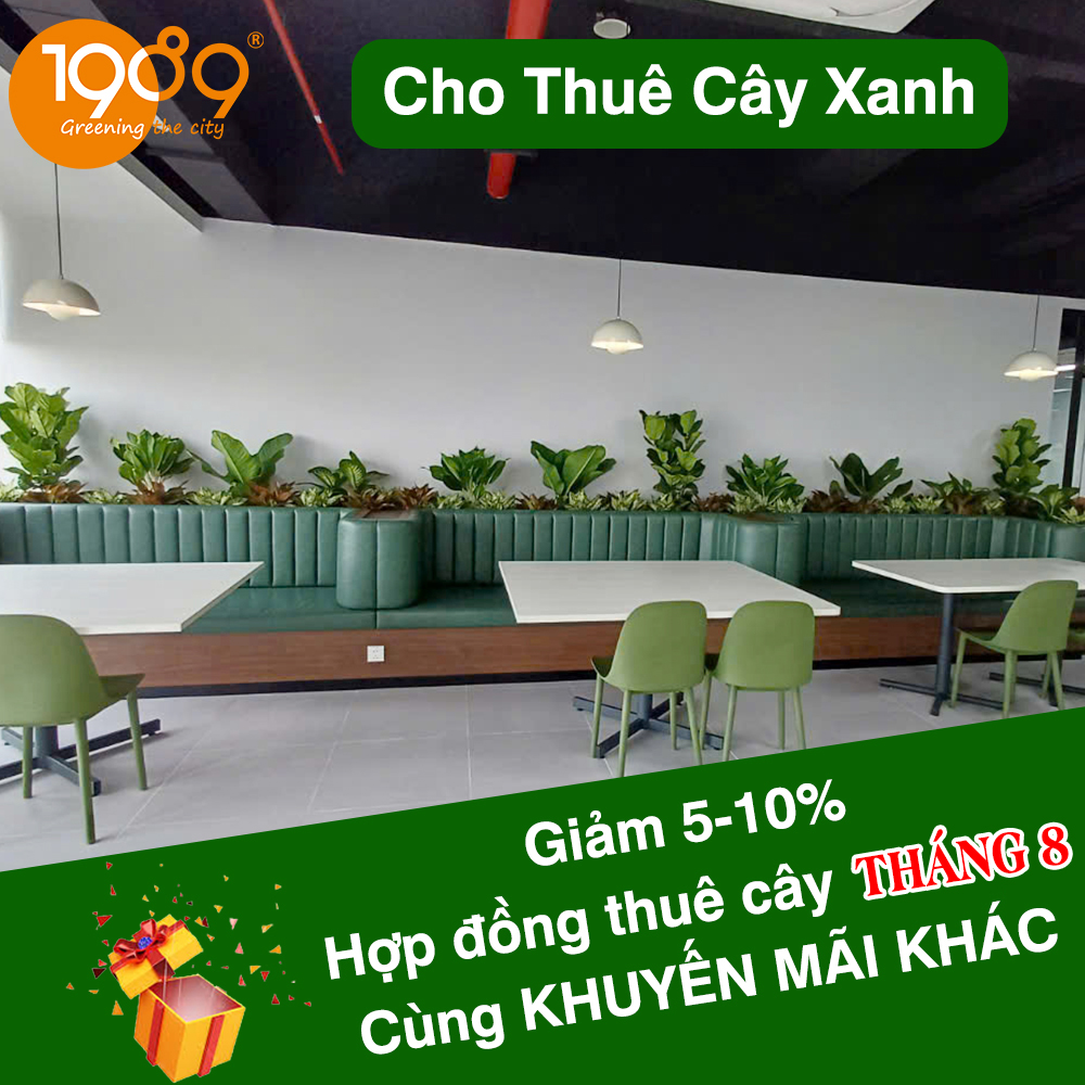 Bảng Giá Thuê Cây Văn Phòng 2024: Chi Phí Thật & Dịch Vụ Toàn Diện Từ 89 Landscape