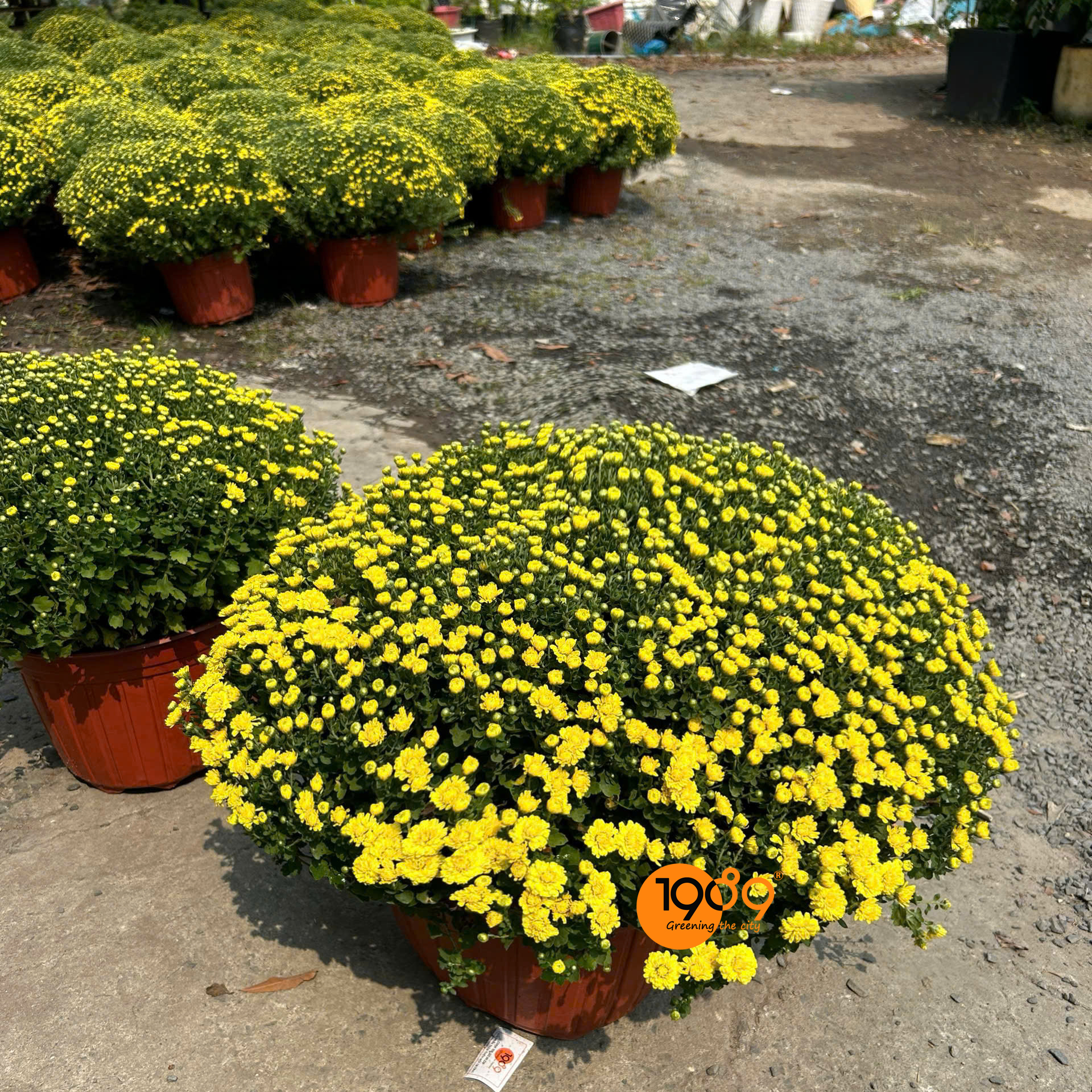 Hoa Cúc Mâm Xôi Trang Trí Tết - Đặc Điểm, Ý Nghĩa & Cách Chăm Sóc