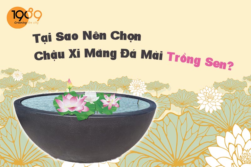 Tại Sao Nên Chọn Chậu Xi Măng Đá Mài Trồng Sen Nước?