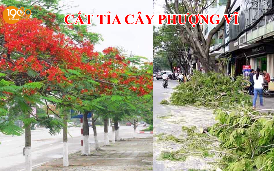 cây Phượng Vĩ