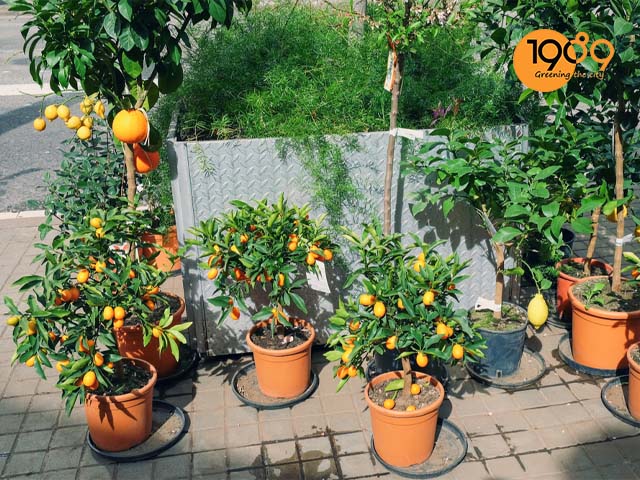 cây tắc - cây quất ngày tết hcm