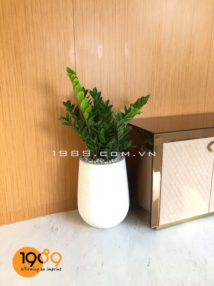 Ý Nghĩa Phong Thủy Của Cây Kim Tiền