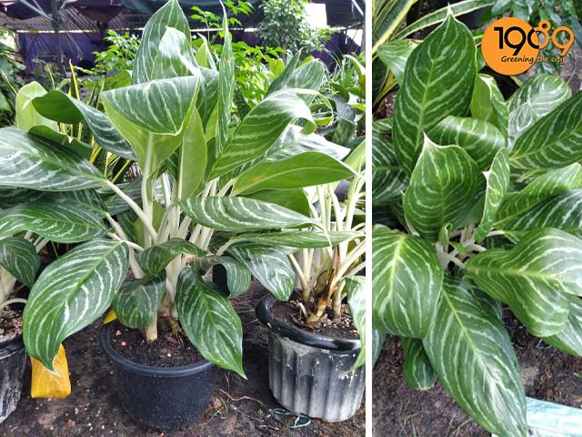 cach trong va cham soc cay bach ma hoang tu