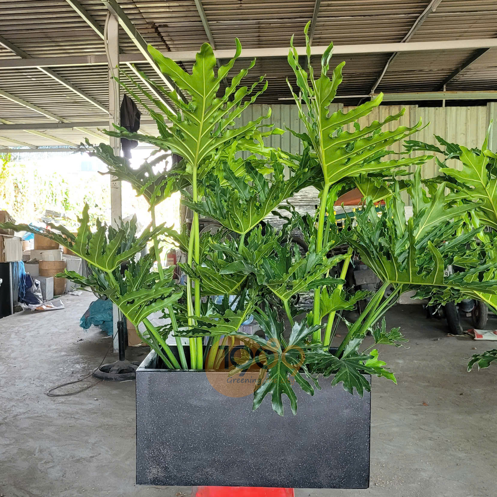 CHAU CAY TRAU BA THANH XUAN