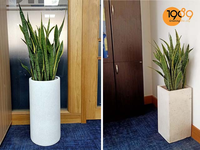 Top 15 Cây Xanh Văn Phòng Được Yêu Thích Nhất Giúp Thanh Lọc Không Khí, Tăng Năng Suất