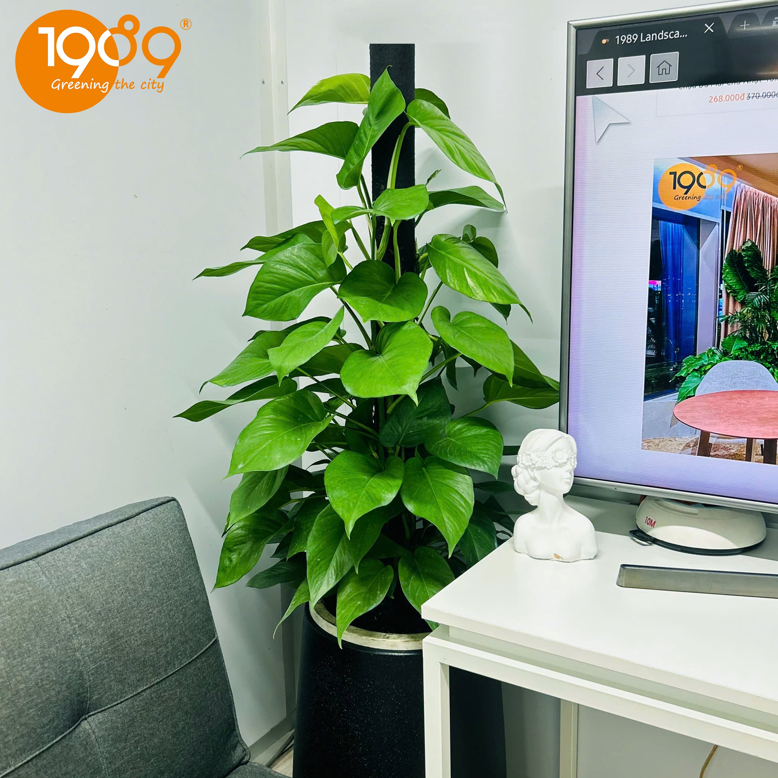 Top 7 Cây Nội Thất Dễ Chăm Sóc Giúp Căn Nhà Luôn Xanh Mát