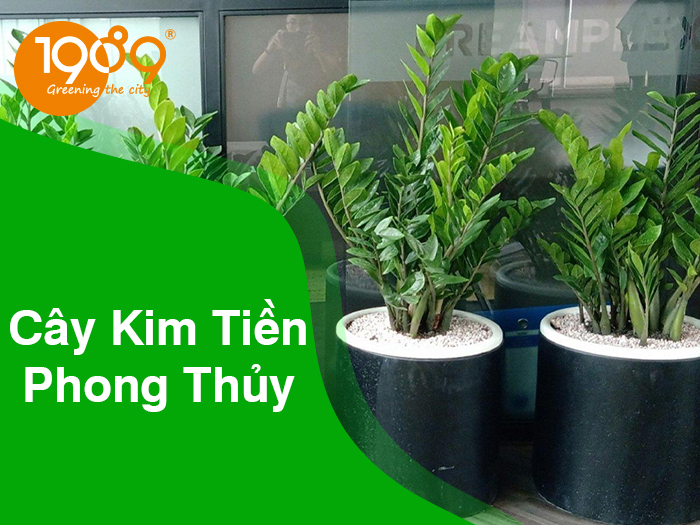 Ý nghĩa phong thủy cây kim tiền