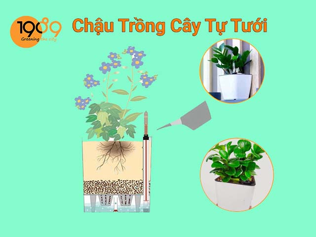 chậu trồng cây thông minh tự tưới nước vuông bầu