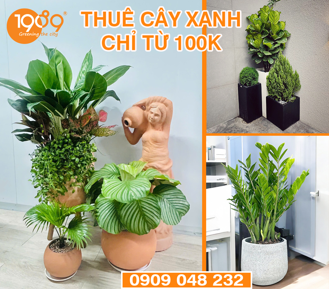 Dịch Vụ Cho Thuê Cây Xanh: Giải Pháp Tối Ưu Cho Không Gian Văn Phòng, Công Ty và Quán Cafe