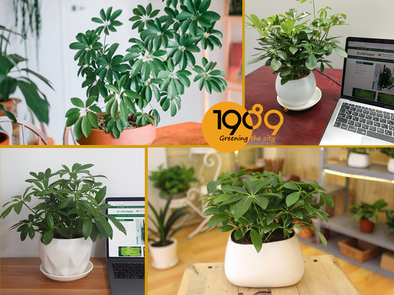 Top 10 Cây Để Sàn Lọc Khí: Trang Trí Đẹp, Làm Sạch Không Gian, Dễ Chăm Sóc