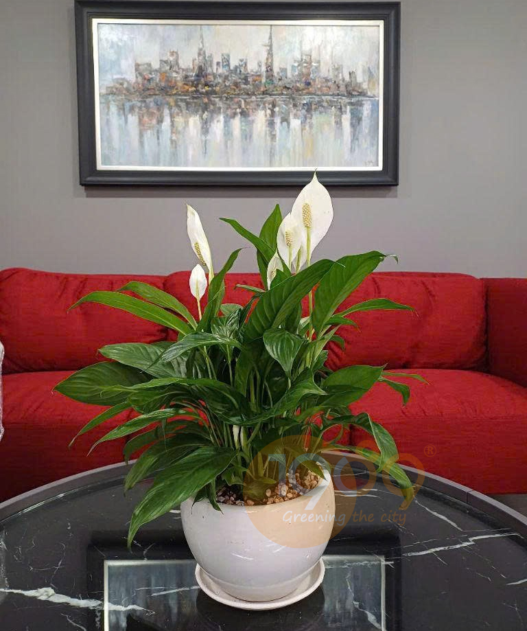 Cây để sàn cho nhà thiếu sáng: 12 lựa chọn xanh mát và bí quyết chăm sóc bất bại