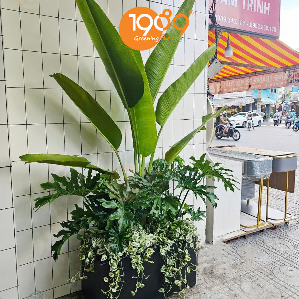 chậu cây xi măng chữ nhật