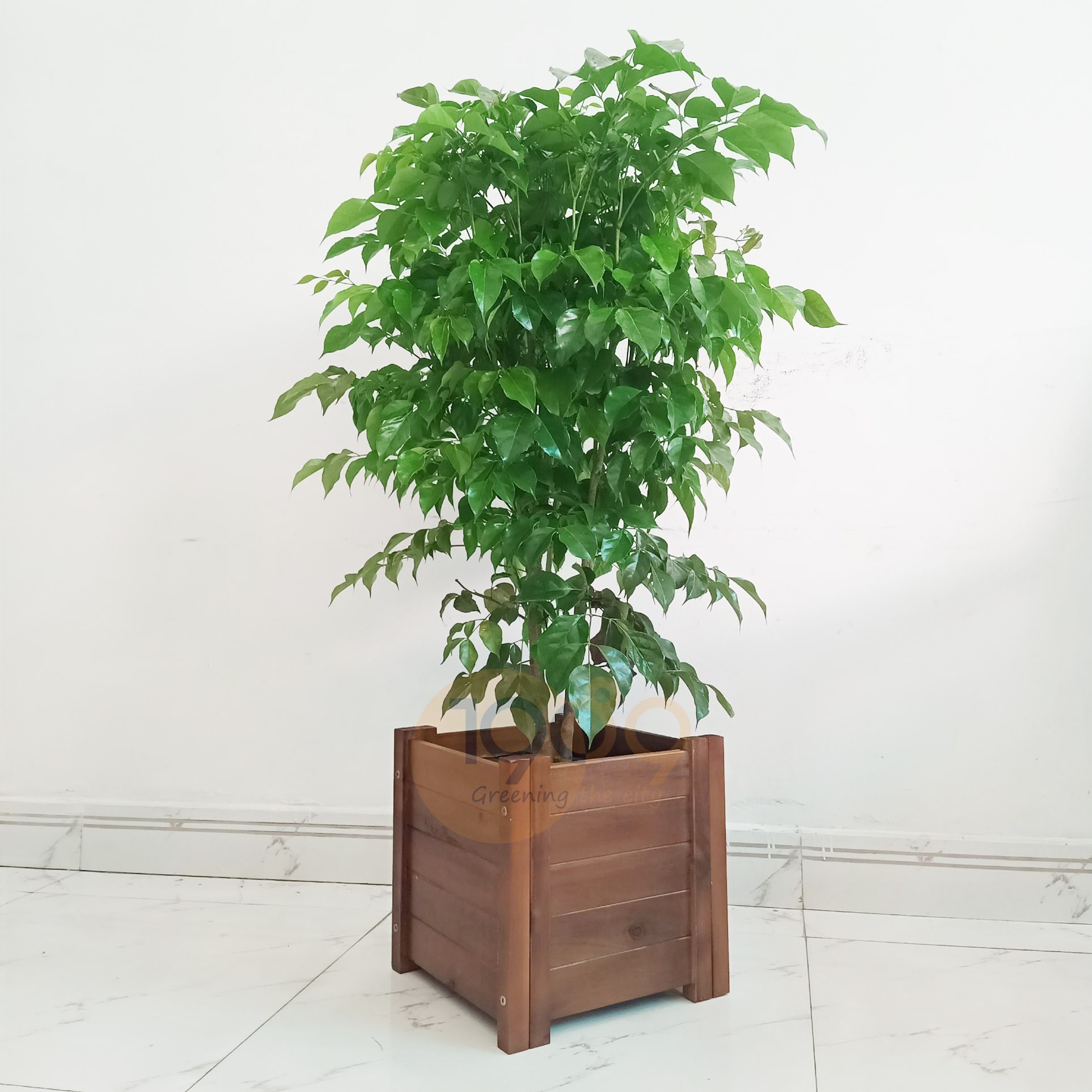 Chậu gỗ trồng cây hạnh phúc