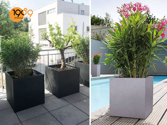 15 Mẫu chậu trồng cây cảnh trang trí ngày tết chậu vuông