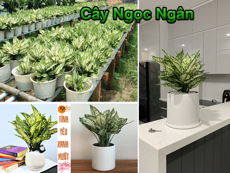 Bảng Giá Thuê Cây Văn Phòng 2024: Chi Phí Thật & Dịch Vụ Toàn Diện Từ 89 Landscape