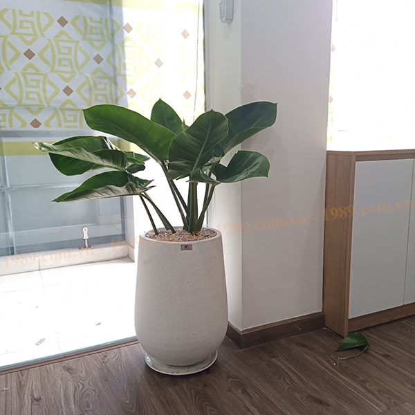 Cây trầu bà đế vương