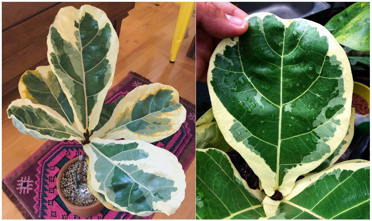 Bàng Singapore Cẩm Thạch