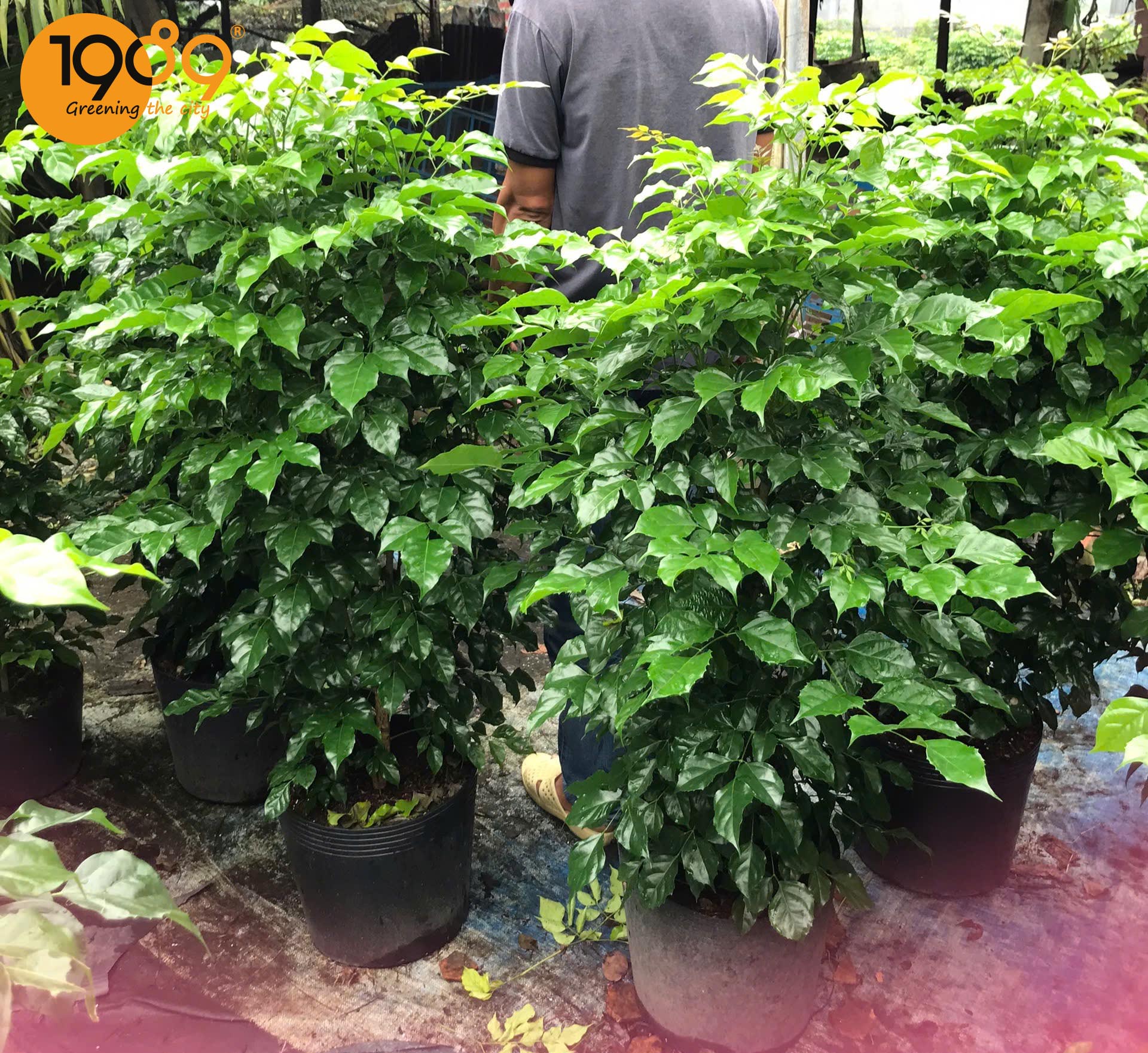 Ý Nghĩa Phong Thủy của Cây Hạnh Phúc