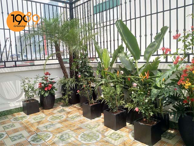 Top 39+ cây xanh ban công đẹp: Hướng dẫn trồng & phối “vườn treo” xanh mát