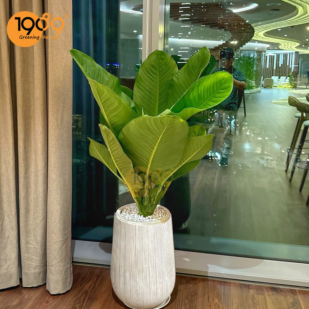 Top Cây Cảnh Đẹp Làm Quà Tặng Khai Trương, Trang Trí Văn Phòng Được Ưu Chuộng