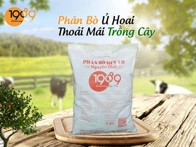 phân bò ủ hoai chất lượng cao
