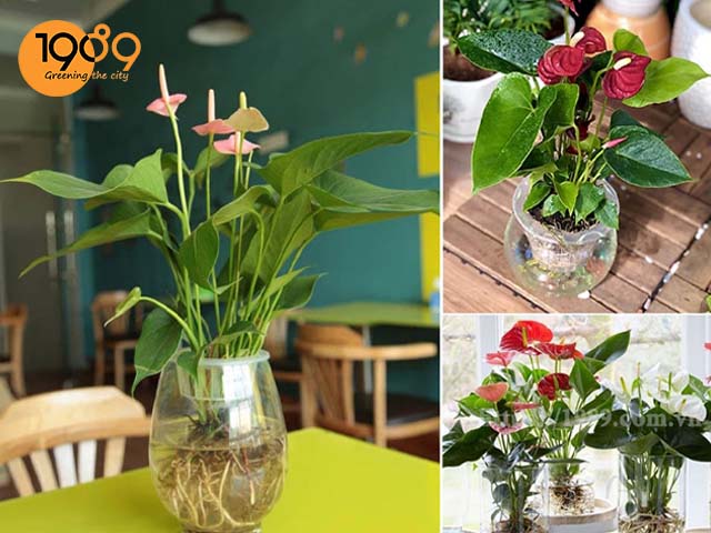 CÂY HỒNG MÔN TRANG TRÍ NOEL: SẮC ĐỎ MAY MẮN, LÀM ẤM KHÔNG GIAN SỐNG