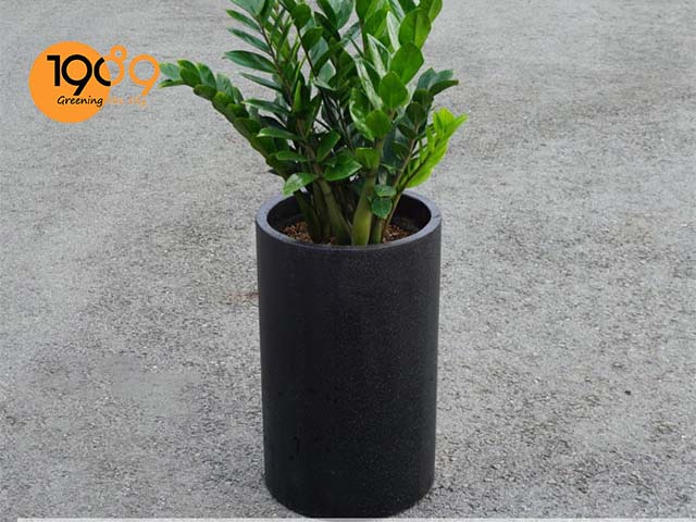 chậu xi măng đá mài tròn trụ 1989